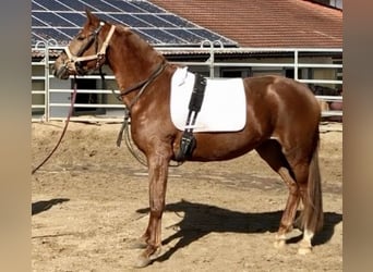 Trakehner, Yegua, 4 años, 166 cm, Alazán