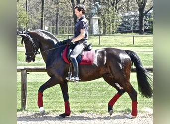 Trakehner, Yegua, 4 años, 166 cm, Alazán