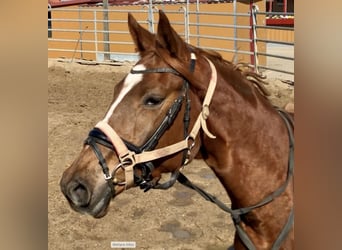 Trakehner, Yegua, 4 años, 166 cm, Alazán