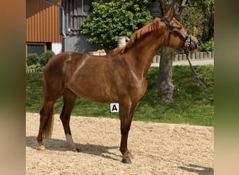 Trakehner, Yegua, 4 años, 166 cm, Alazán