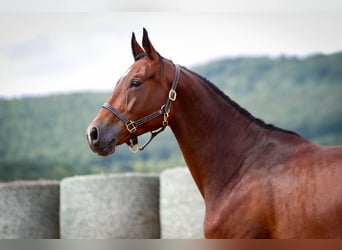 Trakehner, Yegua, 4 años, 166 cm, Castaño