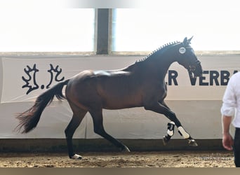 Trakehner, Yegua, 4 años, 166 cm, Castaño oscuro