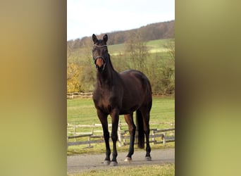 Trakehner, Yegua, 4 años, 167 cm, Castaño