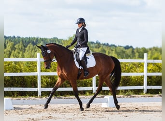 Trakehner, Yegua, 4 años, 167 cm, Castaño rojizo