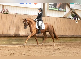 Trakehner, Yegua, 4 años, 168 cm, Alazán