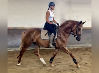 Trakehner, Yegua, 4 años, 168 cm, Alazán Trakehner, Yegua, 4 años, 168 cm, Alazán