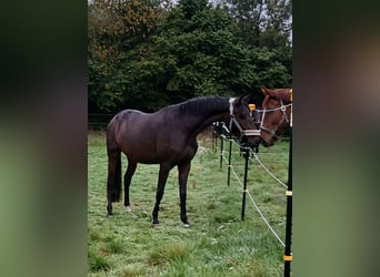 Trakehner, Yegua, 4 años, 168 cm, Castaño oscuro
