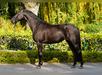 Trakehner, Yegua, 4 años, 168 cm, Negro