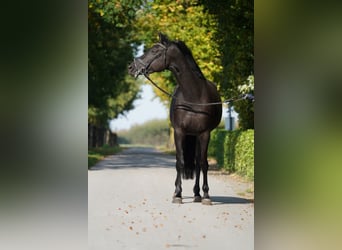 Trakehner, Yegua, 4 años, 168 cm, Negro