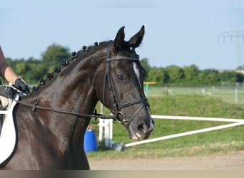 Trakehner, Yegua, 4 años, 168 cm, Negro