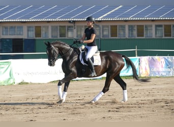 Trakehner, Yegua, 4 años, 168 cm, Negro