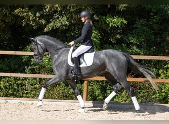 Trakehner, Yegua, 4 años, 168 cm, Tordo