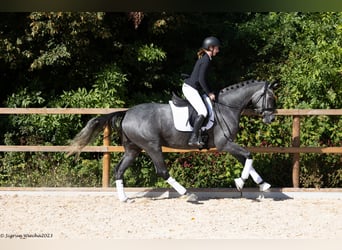Trakehner, Yegua, 4 años, 168 cm, Tordo