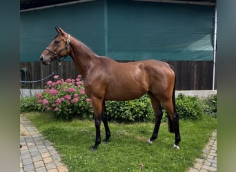 Trakehner, Yegua, 4 años, 169 cm, Castaño