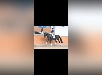 Trakehner, Yegua, 4 años, 169 cm, Castaño oscuro