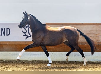 Trakehner, Yegua, 4 años, 169 cm, Morcillo