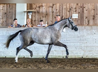 Trakehner, Yegua, 4 años, 169 cm, Tordo