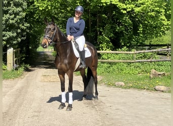 Trakehner, Yegua, 4 años, 170 cm, Castaño