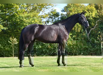 Trakehner, Yegua, 4 años, 174 cm, Negro