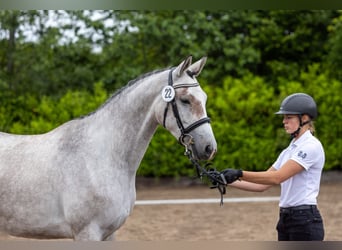 Trakehner, Yegua, 4 años, Tordo