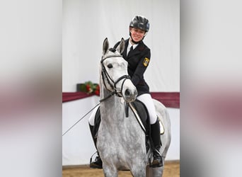 Trakehner, Yegua, 4 años, Tordo