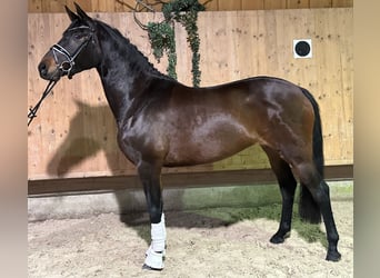 Trakehner, Yegua, 5 años, 160 cm, Castaño oscuro
