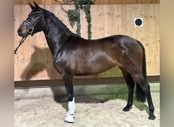 Trakehner, Yegua, 5 años, 160 cm, Castaño oscuro