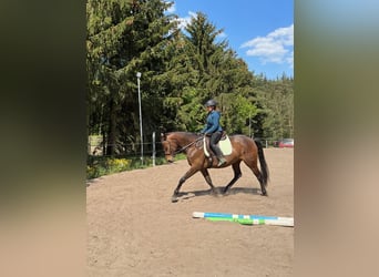 Trakehner, Yegua, 5 años, 161 cm, Castaño