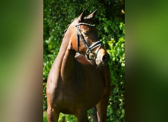 Trakehner, Yegua, 5 años, 162 cm, Castaño oscuro