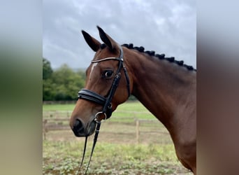 Trakehner, Yegua, 5 años, 163 cm, Castaño