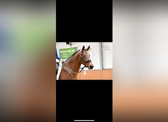 Trakehner, Yegua, 5 años, 163 cm, Castaño