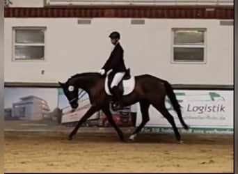 Trakehner, Yegua, 5 años, 163 cm, Negro