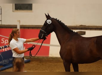 Trakehner, Yegua, 5 años, 163 cm, Negro