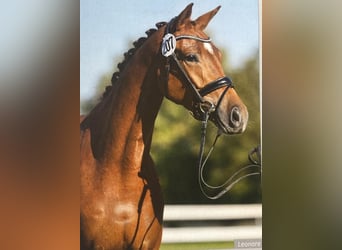 Trakehner, Yegua, 5 años, 164 cm, Alazán