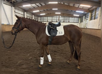 Trakehner, Yegua, 5 años, 164 cm, Alazán-tostado
