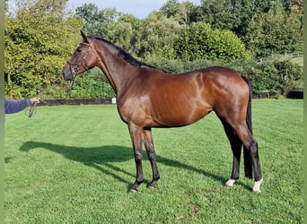 Trakehner, Yegua, 5 años, 164 cm, Castaño