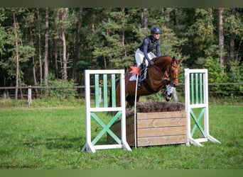 Trakehner, Yegua, 5 años, 164 cm, Castaño