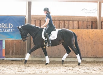 Trakehner, Yegua, 5 años, 164 cm, Castaño oscuro