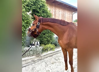 Trakehner, Yegua, 5 años, 165 cm, Alazán