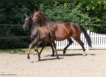 Trakehner, Yegua, 5 años, 165 cm, Castaño