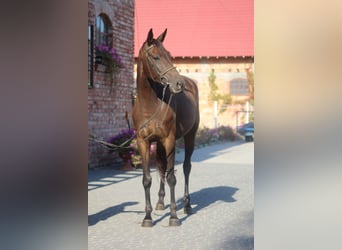 Trakehner, Yegua, 5 años, 165 cm, Castaño