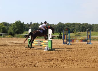 Trakehner, Yegua, 5 años, 165 cm, Castaño