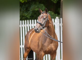 Trakehner, Yegua, 5 años, 165 cm, Castaño oscuro