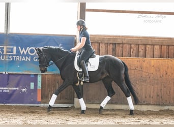 Trakehner, Yegua, 5 años, 166 cm, Morcillo