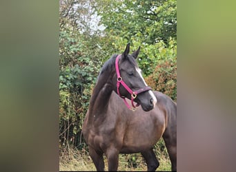 Trakehner, Yegua, 5 años, 166 cm, Morcillo