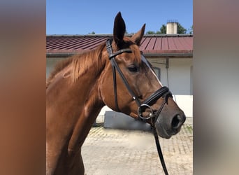 Trakehner, Yegua, 5 años, 167 cm, Alazán