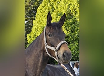 Trakehner, Yegua, 5 años, 167 cm, Castaño oscuro