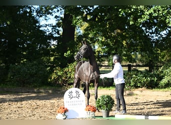 Trakehner, Yegua, 5 años, 167 cm, Negro