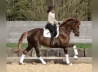 Trakehner, Yegua, 5 años, 168 cm, Alazán-tostado