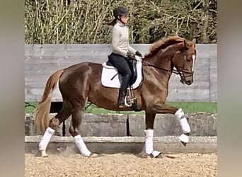 Trakehner, Yegua, 5 años, 168 cm, Alazán-tostado